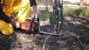 Leaf Removal in Jackson, CA