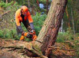 Best Storm Damage Tree Cleanup  in Jackson, CA